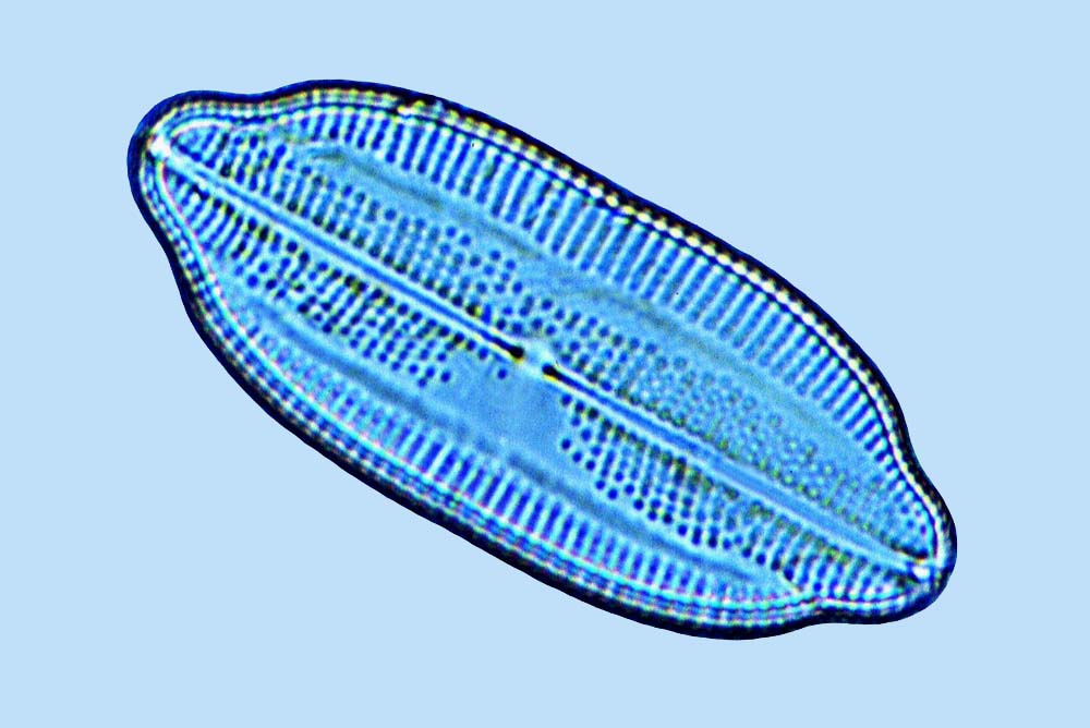 Hansemin Lyrella diffluens